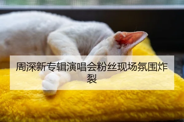 周深新专辑演唱会粉丝现场氛围炸裂
